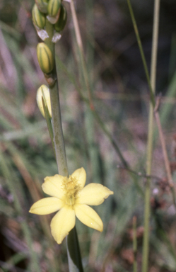 APII jpeg image of Bulbine bulbosa  © contact APII