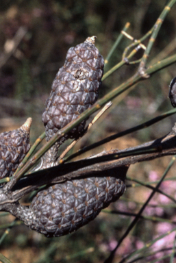 APII jpeg image of Allocasuarina distyla  © contact APII