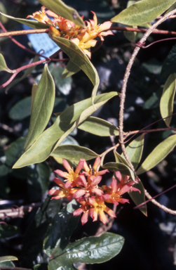 APII jpeg image of Marianthus ringens  © contact APII