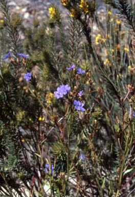 APII jpeg image of Dampiera stricta  © contact APII