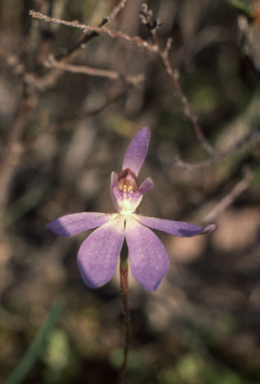 APII jpeg image of Caladenia deformis  © contact APII