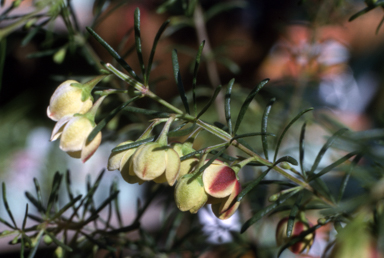 APII jpeg image of Boronia megastigma 'Harlequin'  © contact APII