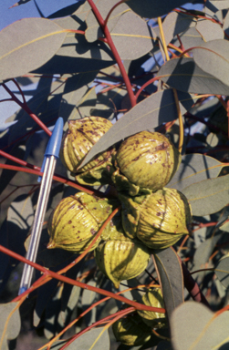 APII jpeg image of Eucalyptus youngiana  © contact APII