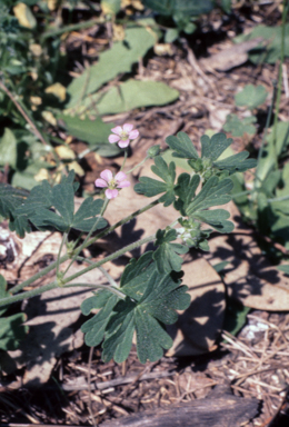 APII jpeg image of Geranium solanderi  © contact APII