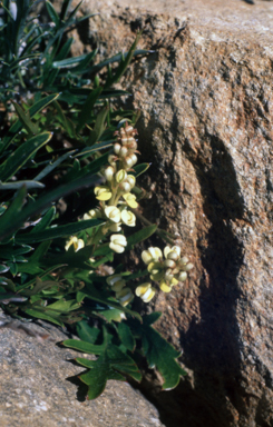 APII jpeg image of Grevillea nudiflora  © contact APII