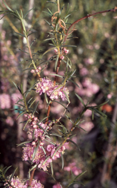 APII jpeg image of Hypocalymma robustum  © contact APII