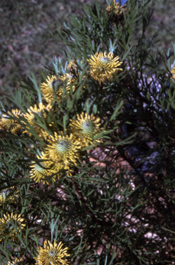 APII jpeg image of Isopogon anemonifolius  © contact APII