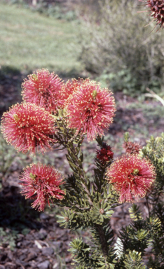 APII jpeg image of Kunzea baxteri  © contact APII