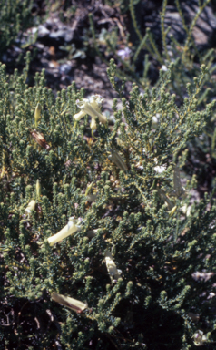 APII jpeg image of Lechenaultia acutiloba  © contact APII