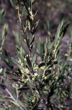 APII jpeg image of Leucopogon muticus  © contact APII