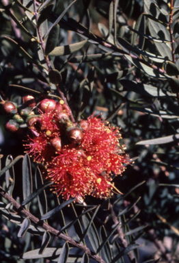 APII jpeg image of Melaleuca fulgens subsp. steedmmanii  © contact APII