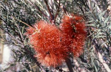 APII jpeg image of Melaleuca lateritia  © contact APII