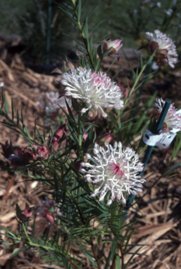 APII jpeg image of Pimelea spectabilis  © contact APII