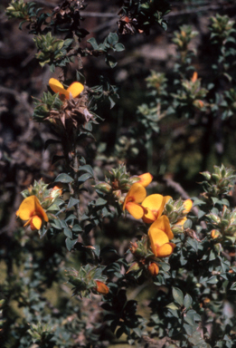 APII jpeg image of Pultenaea procumbens  © contact APII
