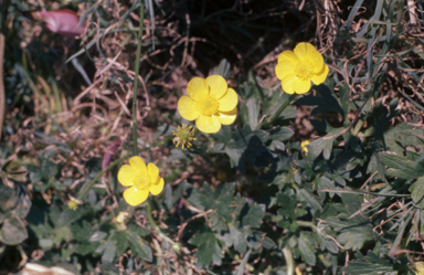 APII jpeg image of Ranunculus lappaceus  © contact APII
