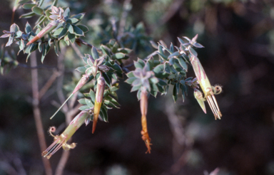 APII jpeg image of Styphelia triflora  © contact APII