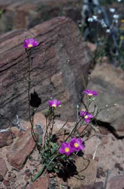 APII jpeg image of Calandrinia remota  © contact APII