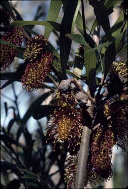 APII jpeg image of Hakea archaeoides  © contact APII