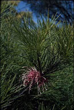 APII jpeg image of Hakea bakeriana  © contact APII