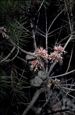 APII jpeg image of Hakea bakeriana  © contact APII