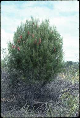 APII jpeg image of Hakea bucculenta  © contact APII