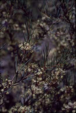 APII jpeg image of Hakea commutata  © contact APII