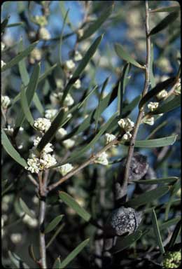 APII jpeg image of Hakea cygna subsp. cygna  © contact APII