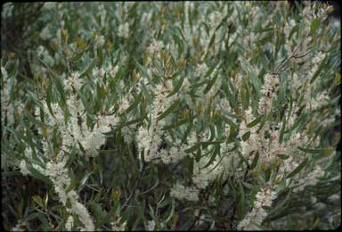 APII jpeg image of Hakea dactyloides  © contact APII