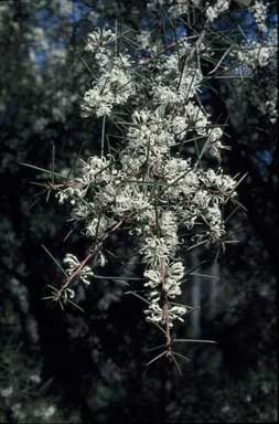 APII jpeg image of Hakea decurrens subsp. physocarpa  © contact APII