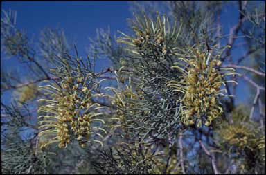 APII jpeg image of Hakea eyreana  © contact APII