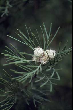 APII jpeg image of Hakea drupacea  © contact APII