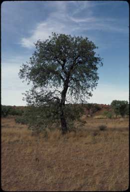 APII jpeg image of Hakea eyreana  © contact APII