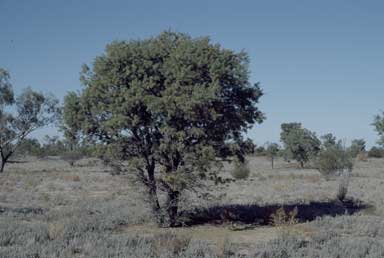 APII jpeg image of Hakea eyreana  © contact APII