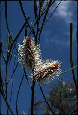 APII jpeg image of Hakea francisiana  © contact APII