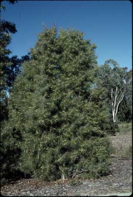 APII jpeg image of Hakea gibbosa  © contact APII