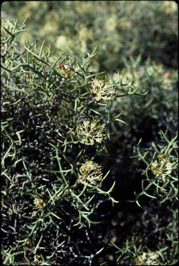 APII jpeg image of Hakea horrida  © contact APII