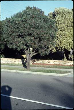 APII jpeg image of Hakea laurina  © contact APII