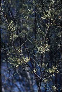 APII jpeg image of Hakea leucoptera  © contact APII