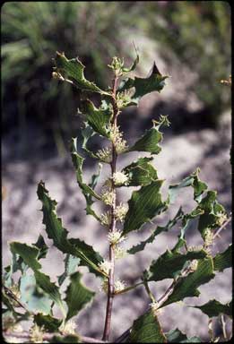 APII jpeg image of Hakea neurophylla  © contact APII