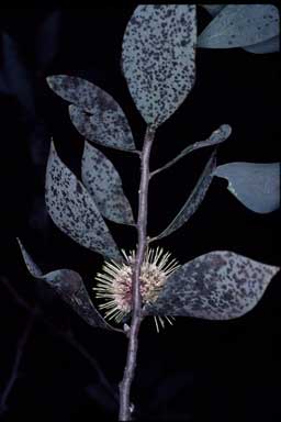 APII jpeg image of Hakea petiolaris  © contact APII