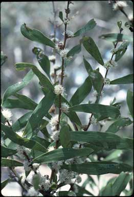 APII jpeg image of Hakea plurinervia  © contact APII