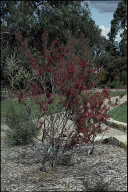 APII jpeg image of Hakea purpurea  © contact APII