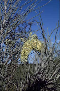 APII jpeg image of Hakea suberosa  © contact APII