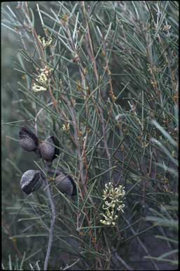 APII jpeg image of Hakea tephrosperma  © contact APII