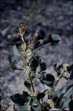 APII jpeg image of Hakea undulata  © contact APII