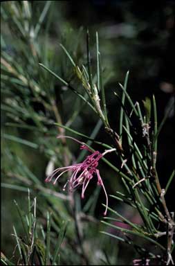 APII jpeg image of Hakea verrucosa  © contact APII