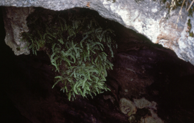APII jpeg image of Asplenium trichomanes  © contact APII