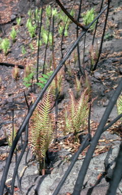 APII jpeg image of Blechnum cartilagineum  © contact APII