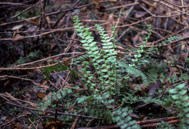 APII jpeg image of Blechnum fluvitale  © contact APII