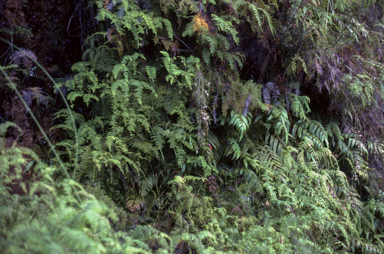 APII jpeg image of Blechnum gregsonii,<br/>Gleichenia rupestris  © contact APII